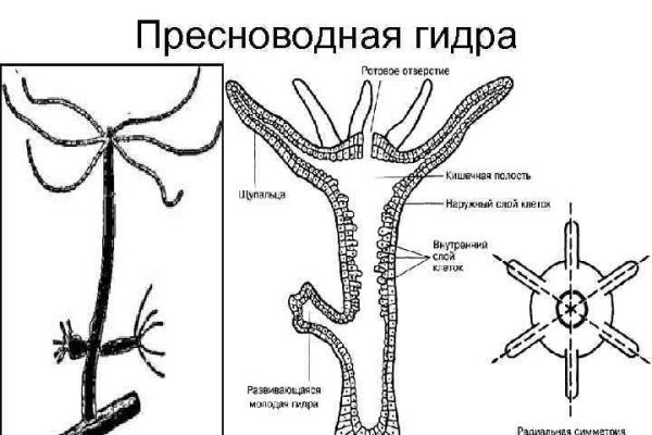 Кракен 05