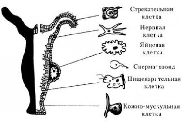 Кракен актуальная